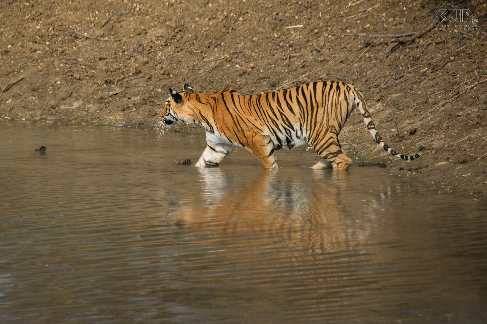 Tadoba - Tijgerin De tijgerin komt uit het hoge gras en sluipt stilletjes het water in. Stefan Cruysberghs